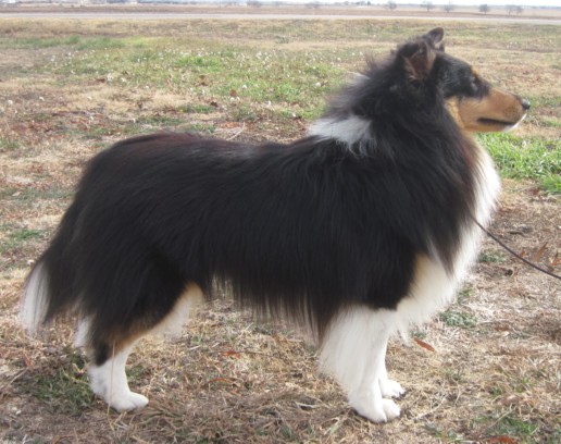 Wildwind shelties best sale